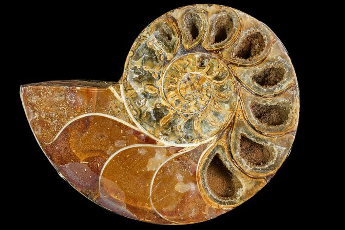 Sliced, Agatized Ammonite Fossil (half) - Jurassic #110740